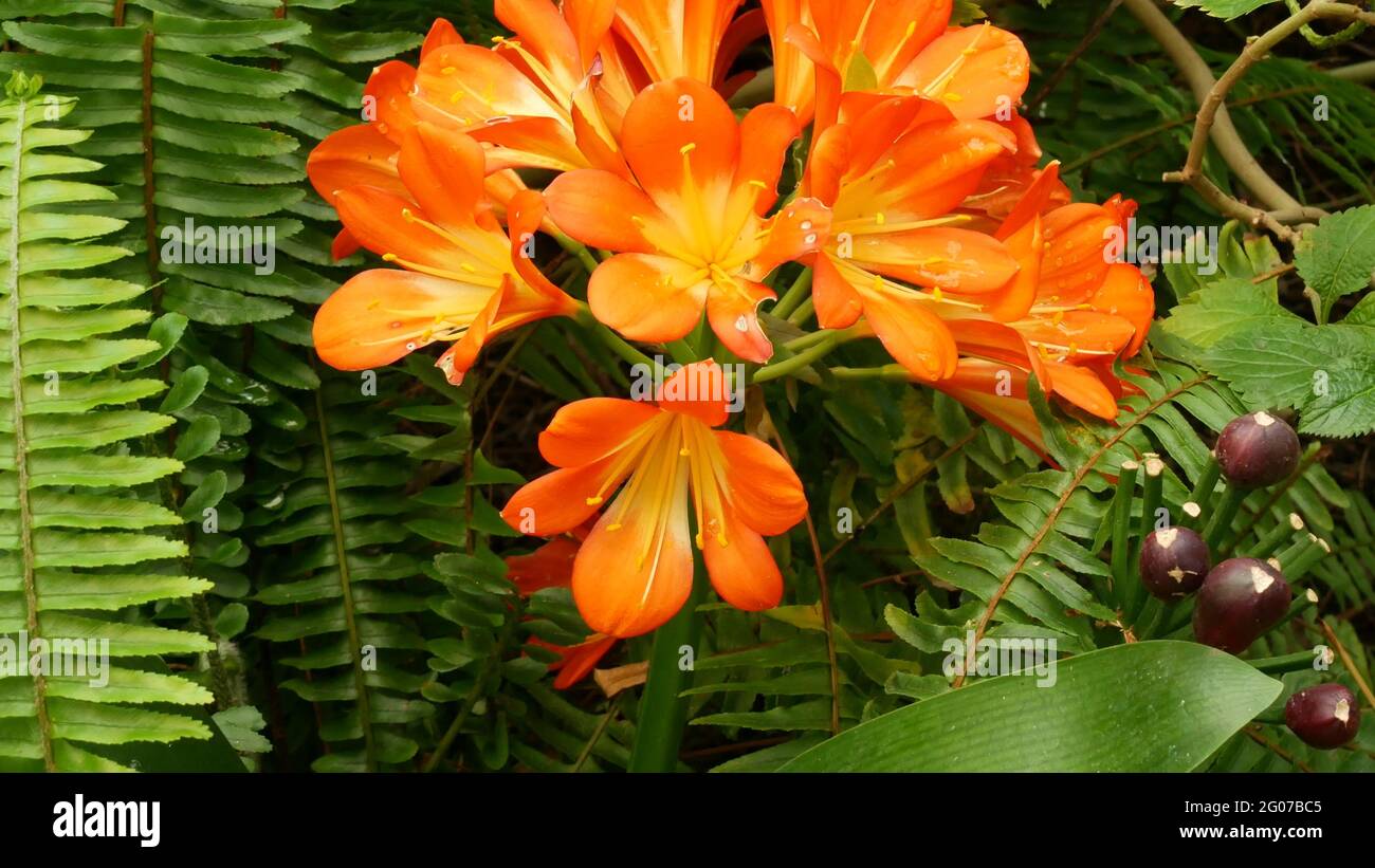 Fleur de nénuphar kafir, Californie, États-Unis. Clivia miniata orange  flamboyant exotique flambant flambant vif fleur botanique. atmos, jungle  tropicale Photo Stock - Alamy
