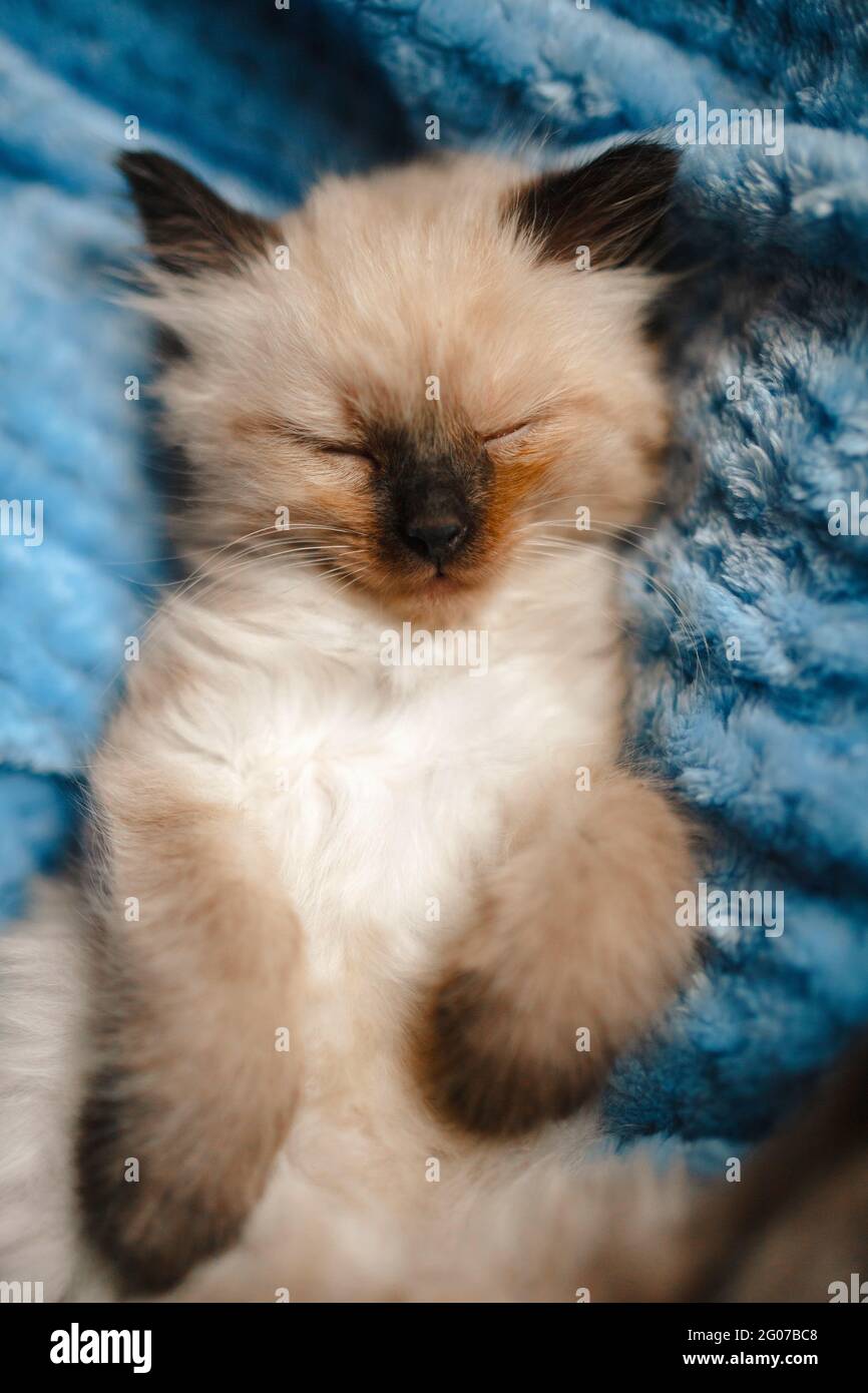 Gros plan d'un chaton angora birman dormant sur une couverture en coton bleu Banque D'Images