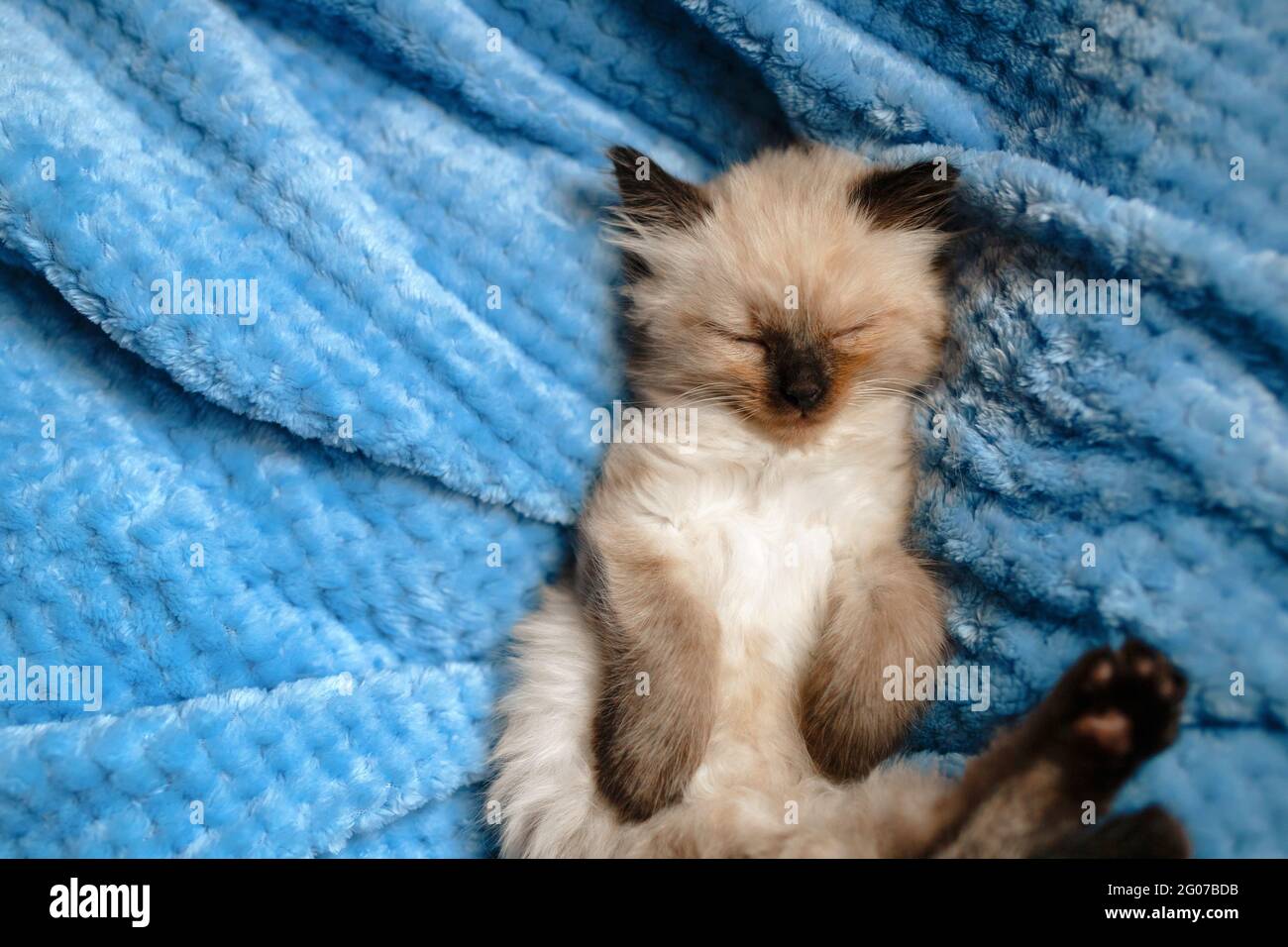 Un chaton angora birman dormant sur une couverture en coton bleu avec les pattes arrière vers le haut. Photo verticale Banque D'Images