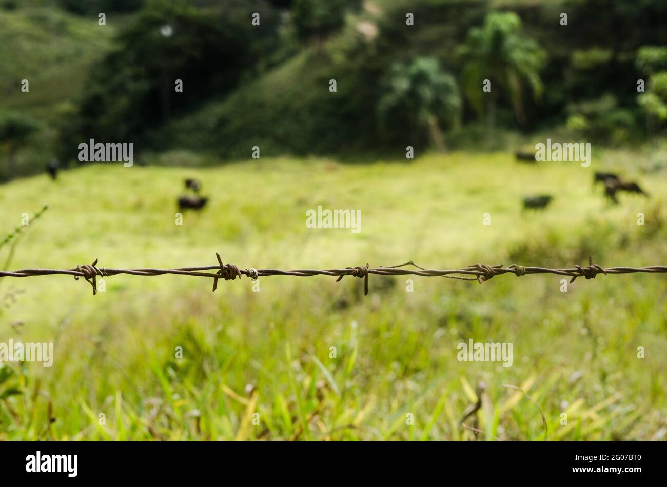 Gros plan du fil barbelé sur fond vert Banque D'Images