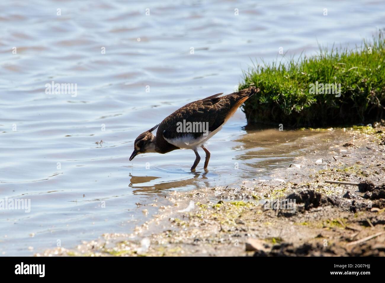 Un oiseau de Lapwing sur la rive d'un lac Banque D'Images