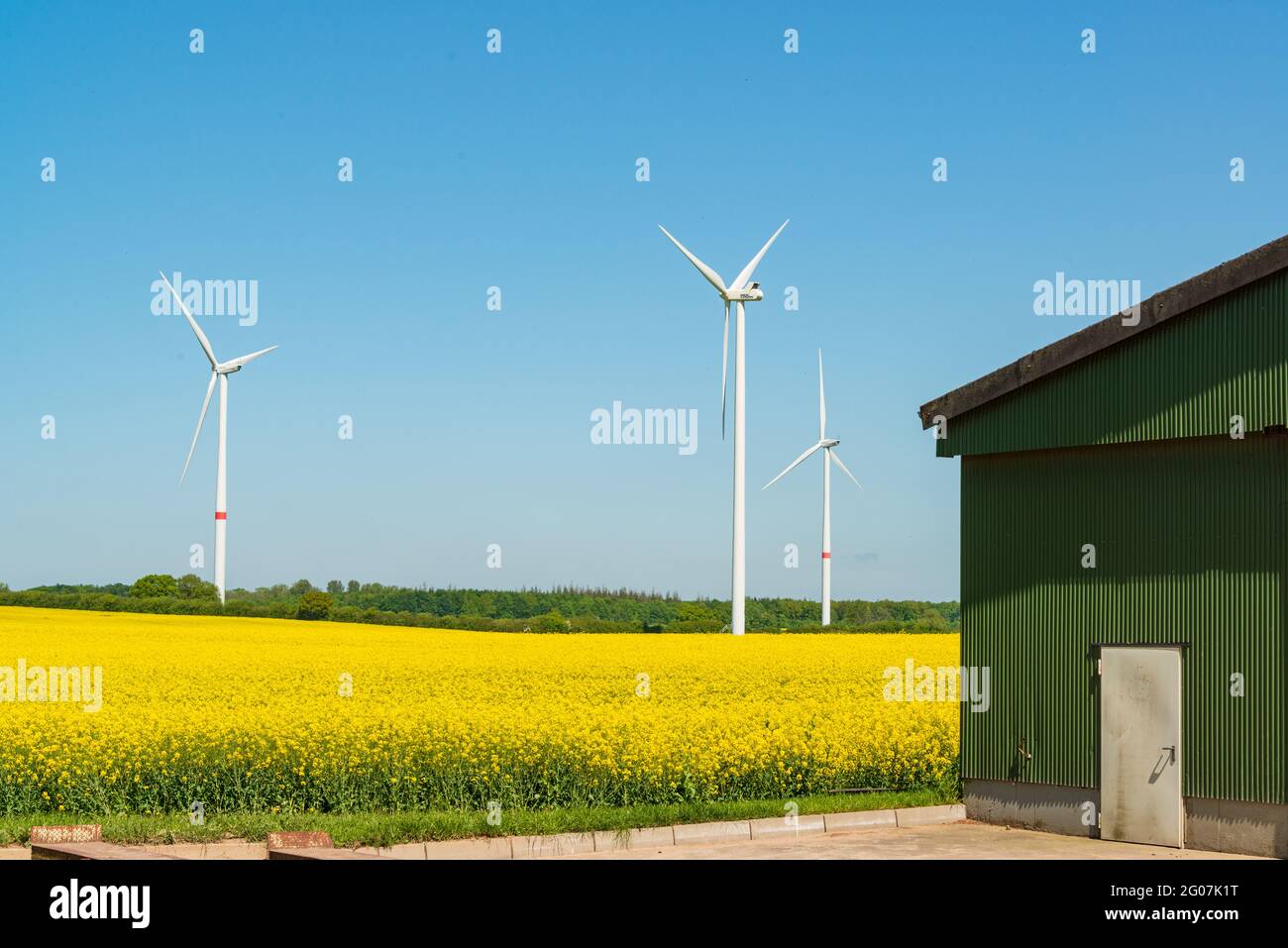 Raphsfeld in voller Blüte mit Windpark zur Stromerzeugung an einem Bauernhof in Schleswig-Holstein BEI Königsförde Banque D'Images