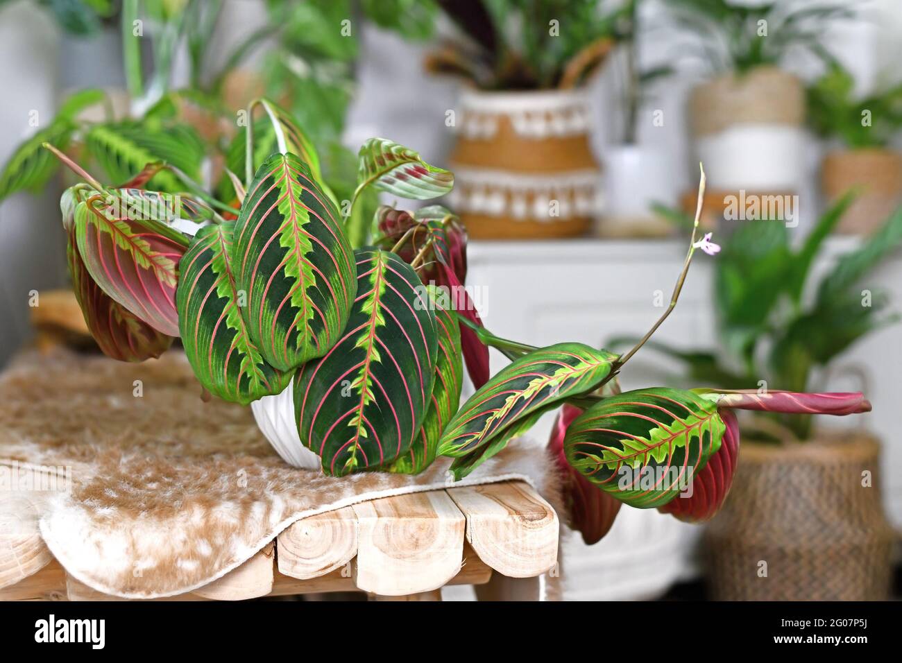 Plante-maison tropicale 'Maranta Leuconeura Fascinator' avec des feuilles à rayures rouges exotiques sur le banc Banque D'Images