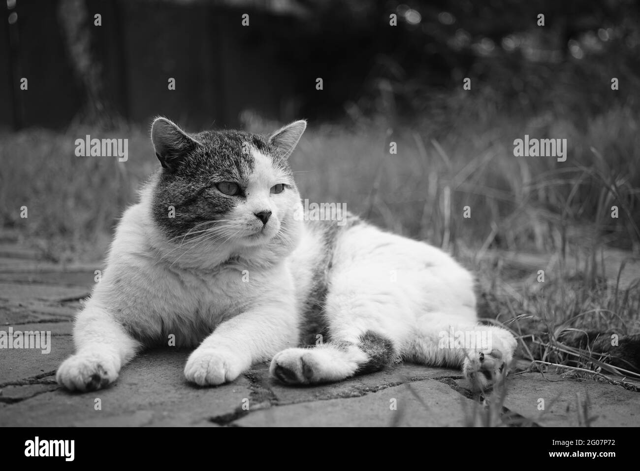 Un grand chat charmant se repose à l'extérieur sur une chaussée en pierre. PHOTO BW. Banque D'Images