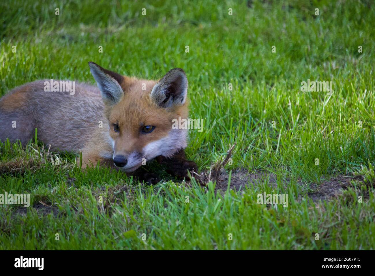 Un jeune renard allongé dans l'herbe dans le jardin. Banque D'Images