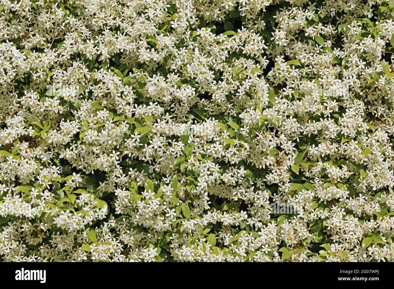 détail d'un grand arbuste d'étoiles jasmin en pleine fleur qui couvre la clôture d'une maison Banque D'Images
