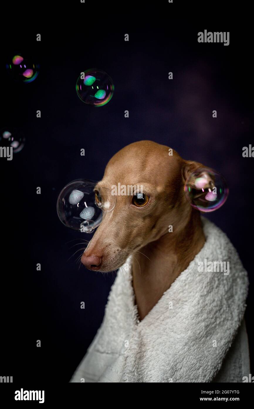 Adorable petit chien italien piccolo avec serviette en préparation le bain sur fond sombre plein de bulles de savon Banque D'Images