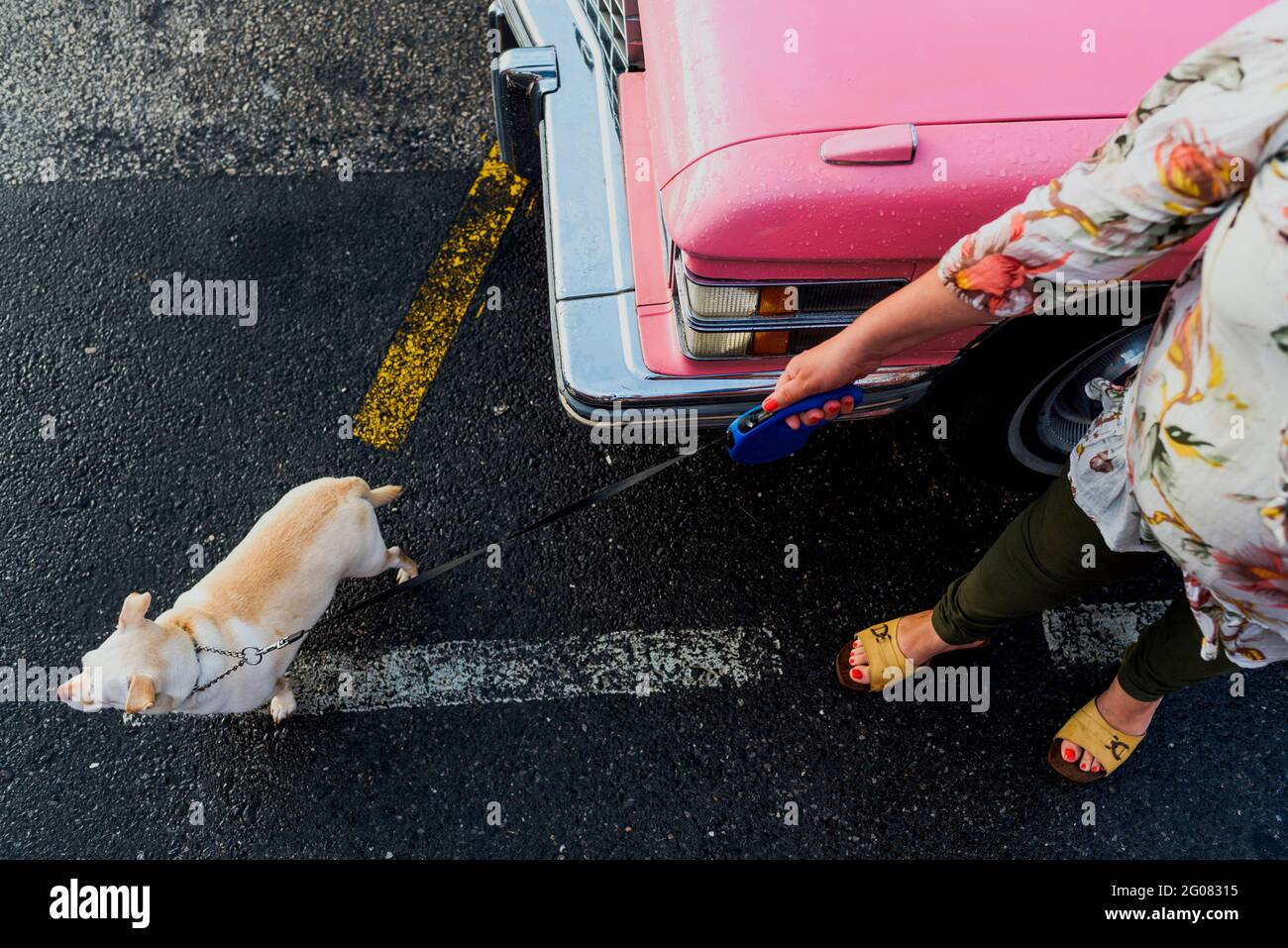 Vue de dessus d'une femme méconnaissable marchant son chien à côté d'une voiture classique rose par temps de pluie Banque D'Images