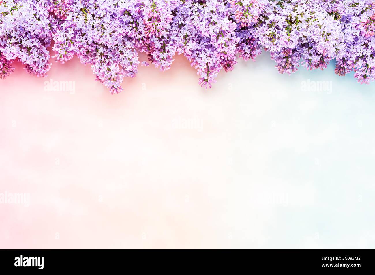 Les fleurs de lilas s'épanouissent sur un fond rose-bleu pastel. Belle bordure  de fleur violette lilas. Vue de dessus, espace de copie pour votre texte  Photo Stock - Alamy