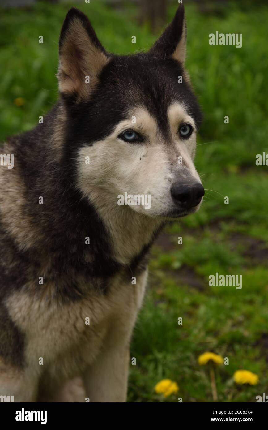 Chien à l'œil bleu chien de Sibérie Husky race se trouve dans l'herbe verte Banque D'Images