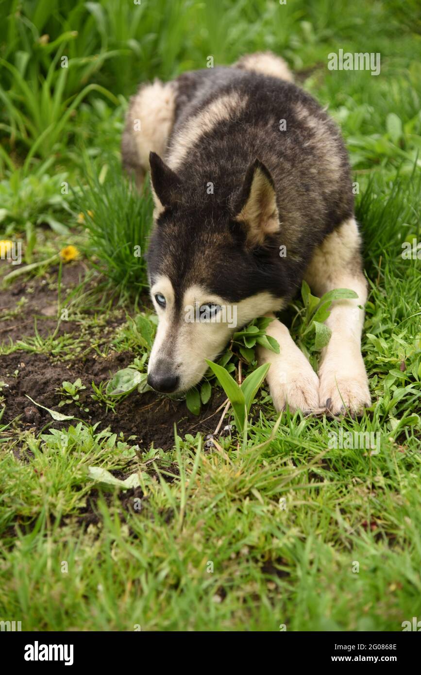 Chien à l'œil bleu chien de Sibérie Husky race se trouve dans l'herbe verte Banque D'Images