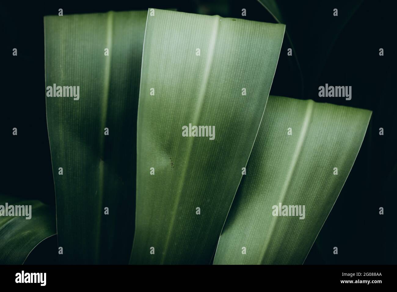 Gros plan sur un large feuillage de palmiers de nature asiatique Banque D'Images