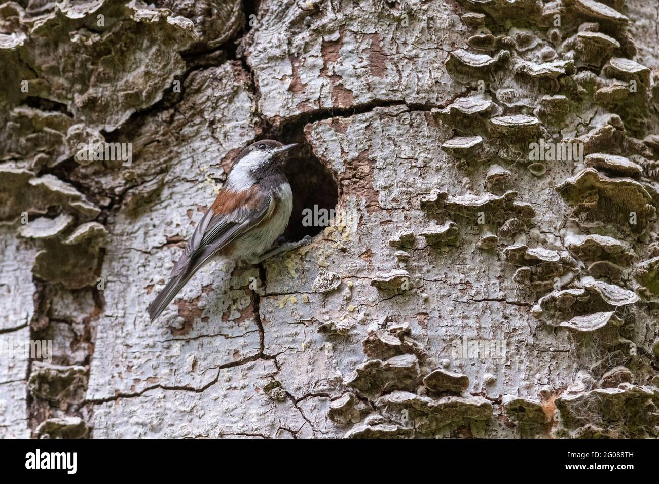Le Chickadee, soutenu par le châtaignier, niche à Vancouver, C.-B., Canada Banque D'Images