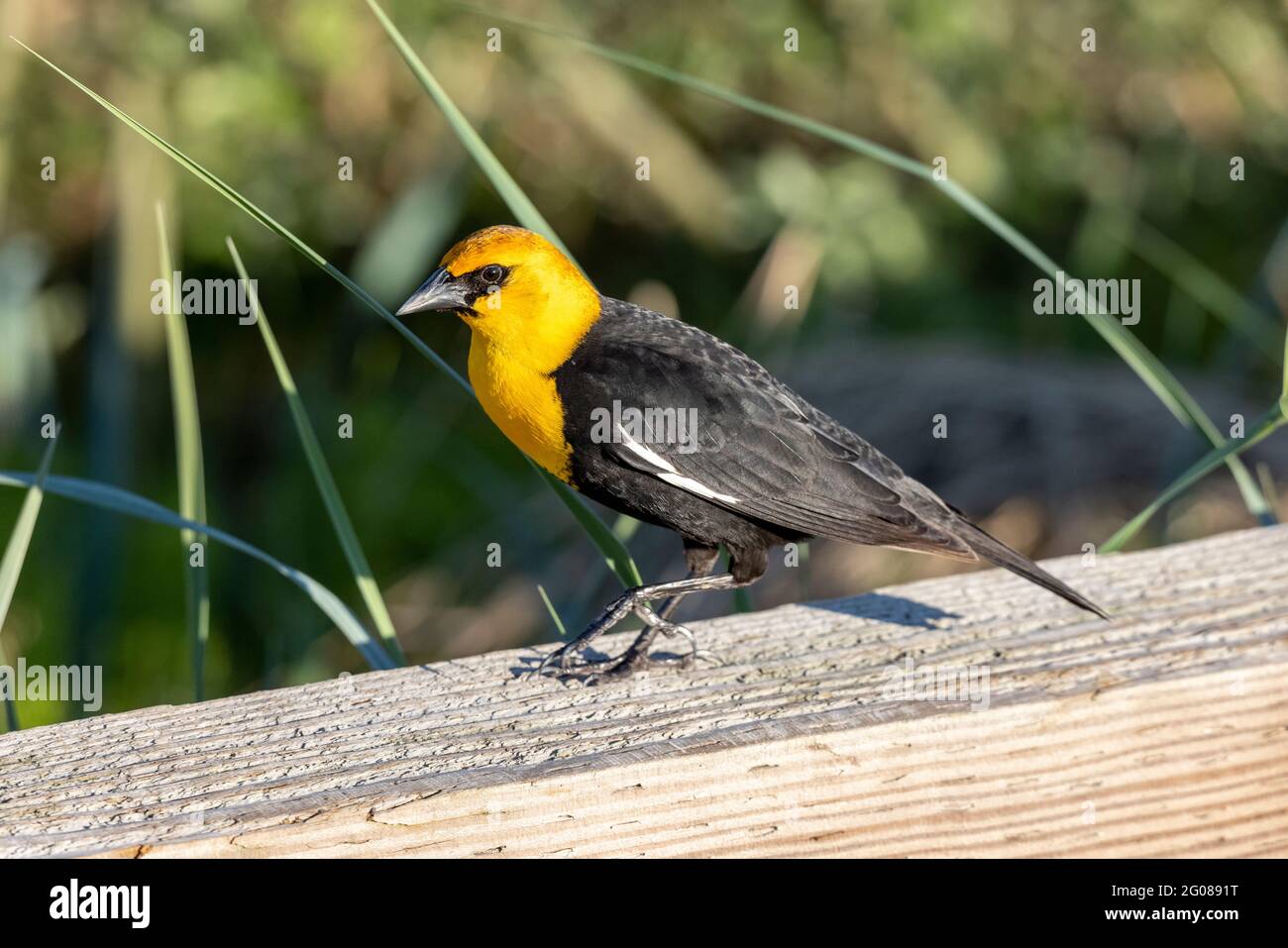 blackbird à tête jaune à Vancouver C.-B. Canada Banque D'Images