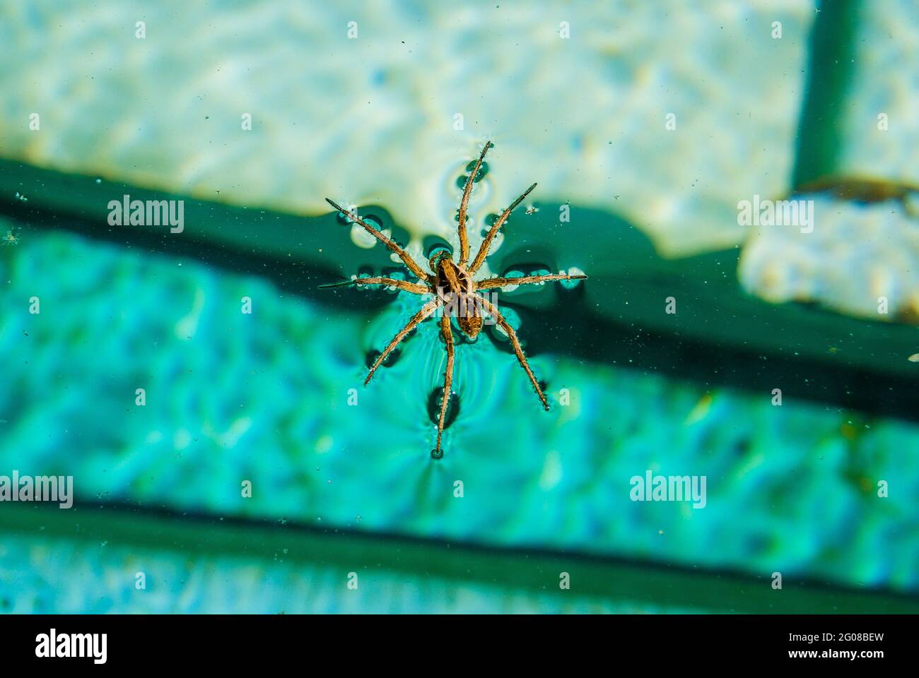 Araignée flottant dans la piscine Banque D'Images