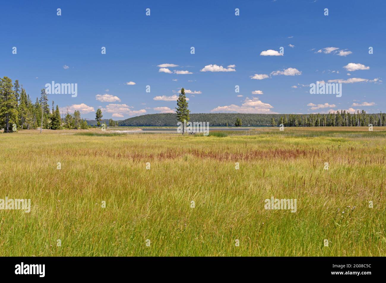 Meadow to Lakeshore dans le parc national Wilds of Yellowstone, Wyoming Banque D'Images