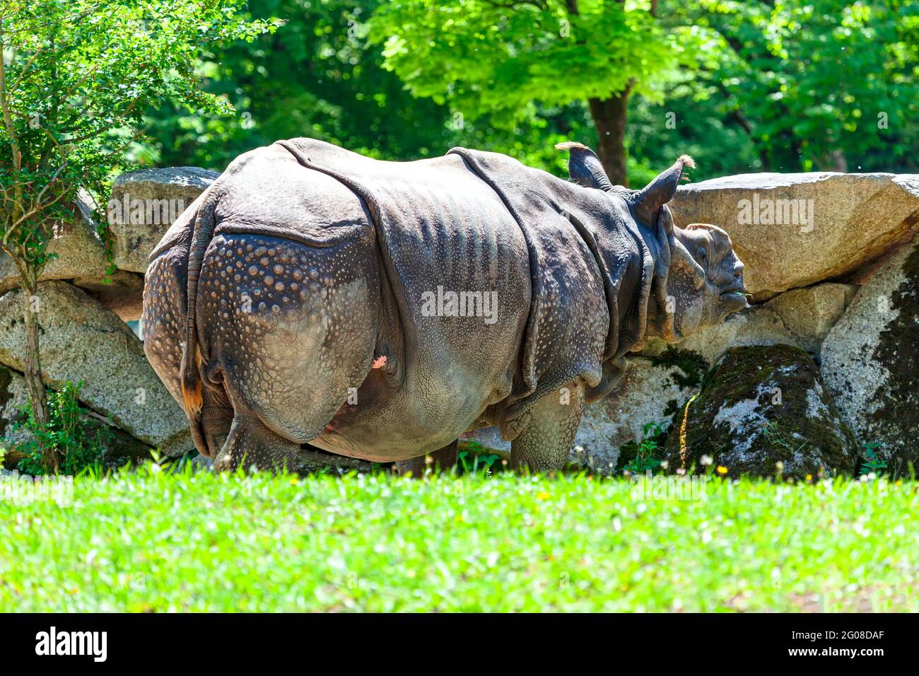 Rhinocéros indiens dans le Zoo sur les garss verts . Rhinoceros Unicornis , Rhinocerotidae Banque D'Images