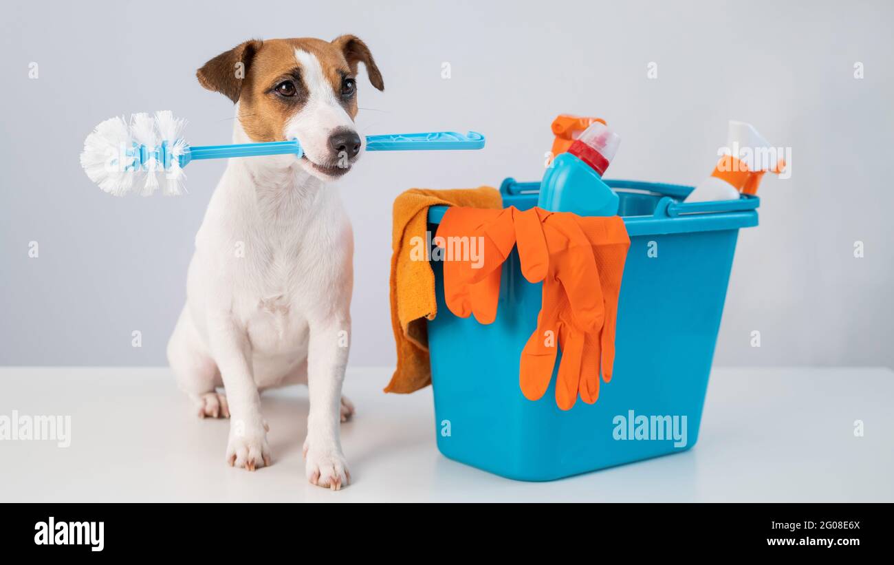 Produits de nettoyage dans un seau et un chien tenant une brosse de toilette sur un fond blanc. Banque D'Images