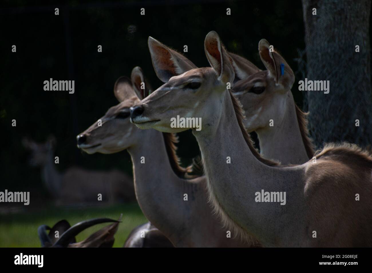 Trois mammifères africains parfaitement alignés pour un portrait de safari de groupe. Banque D'Images