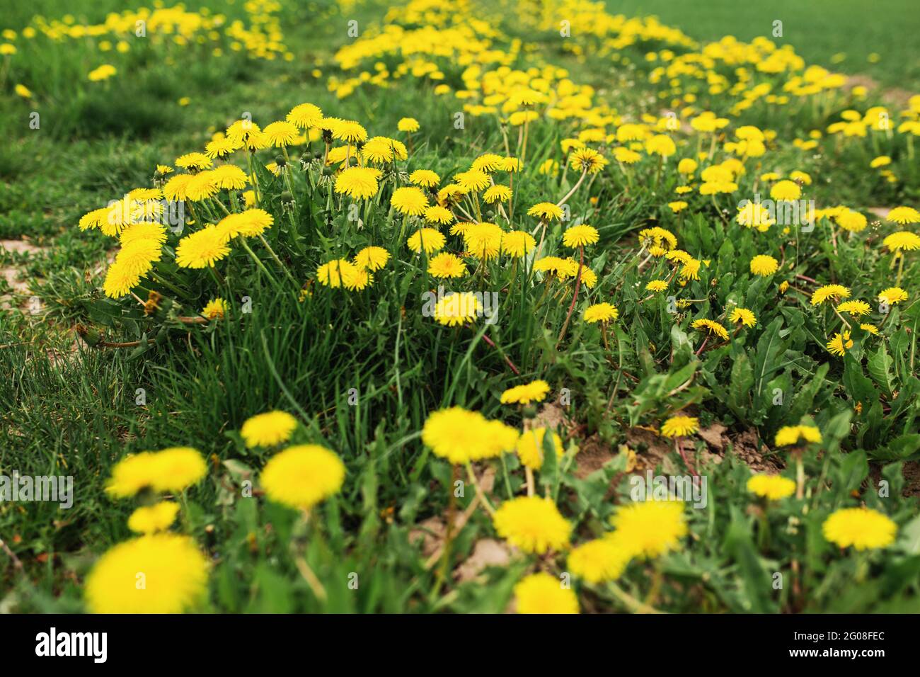 Jardin avec un champ infini de fleurs jaunes de kulbaba. Photo de haute qualité Banque D'Images