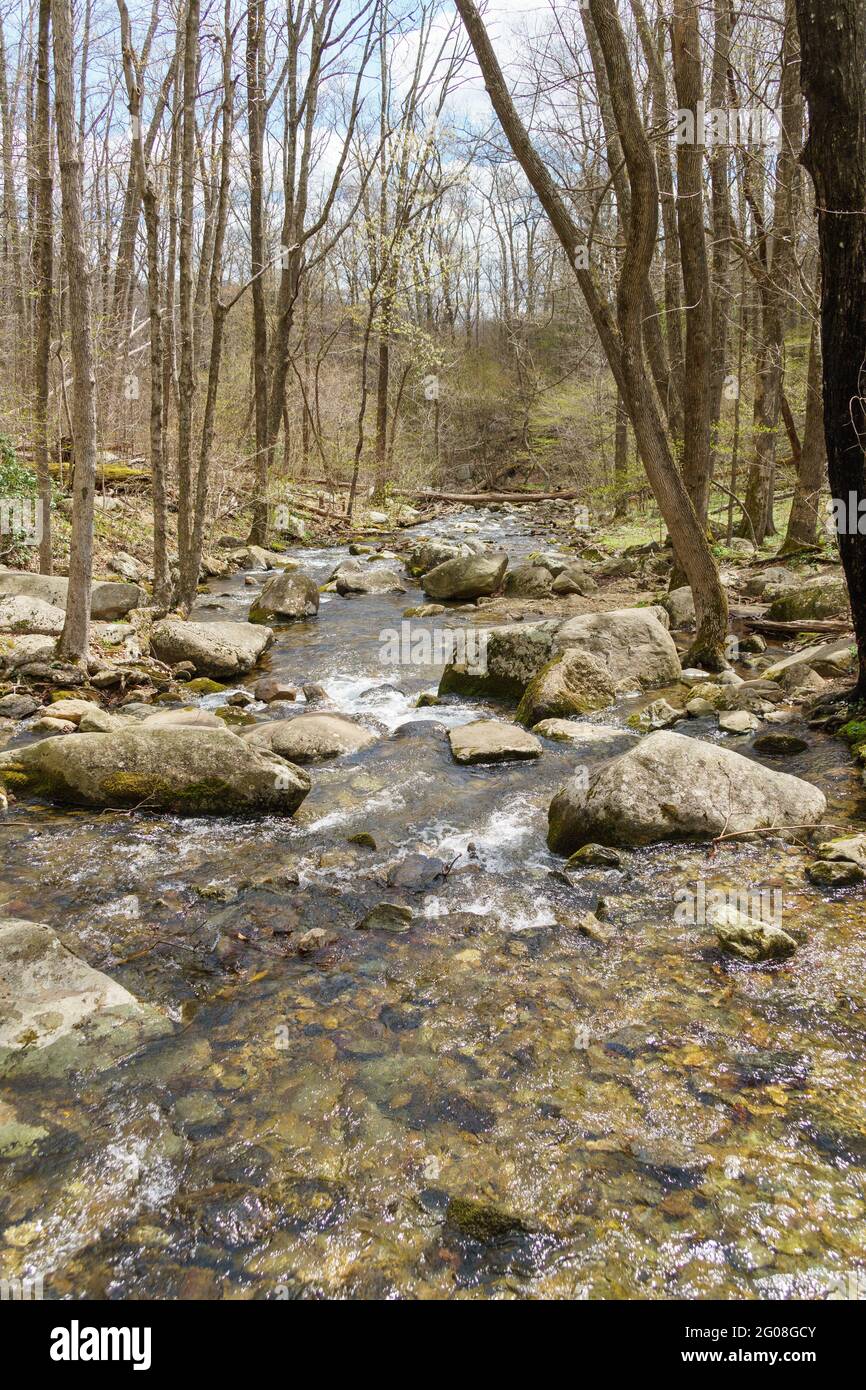 Cours d'eau de montagne avec rochers et feuillage du début du printemps près de Corbin Cabin dans le parc national de Shenandoah Banque D'Images