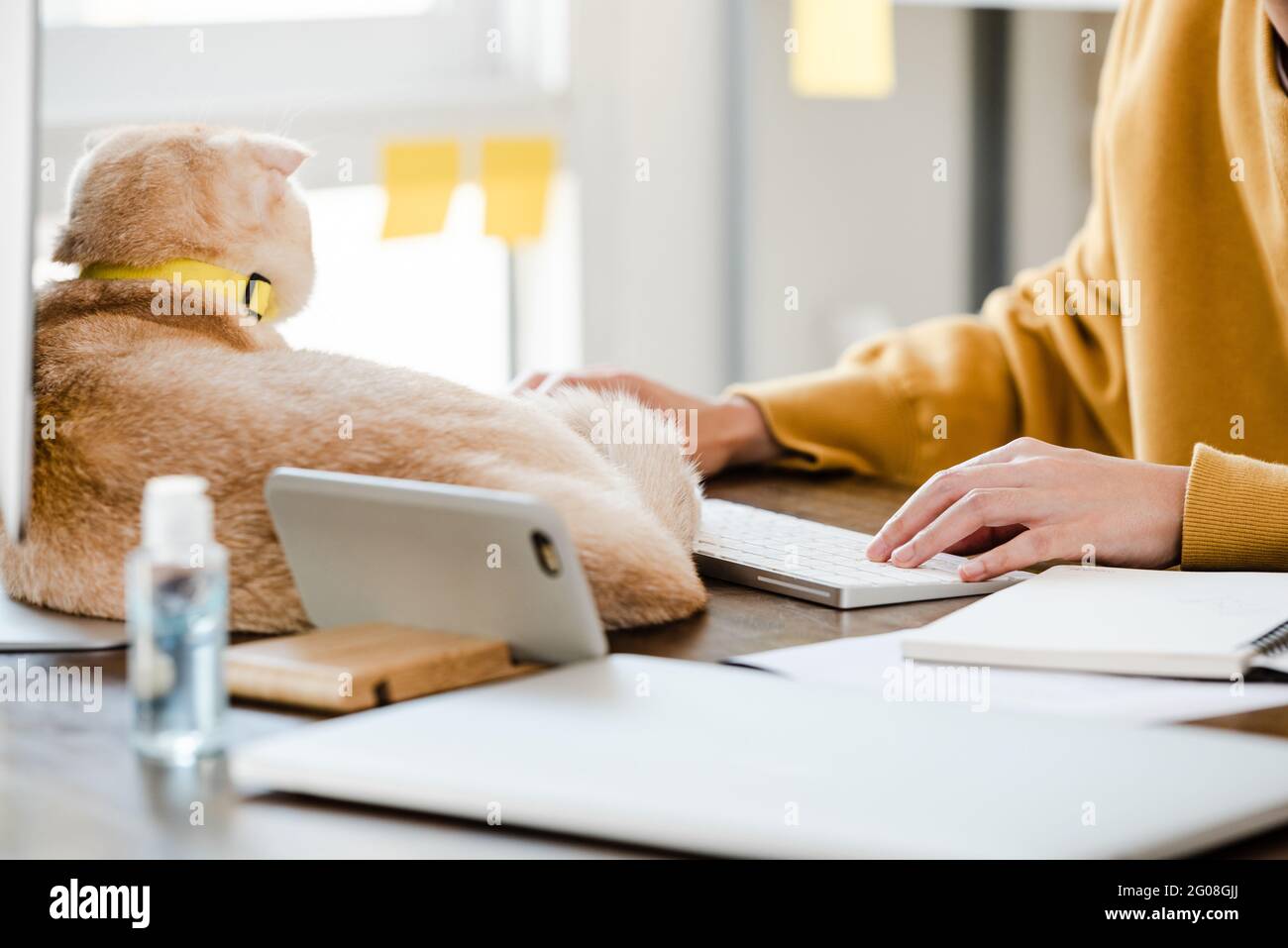 Jeune femme tapant les mains sur le clavier d'ordinateur avec beau chat couché sur la table, travaillant à partir de concepts à la maison Banque D'Images