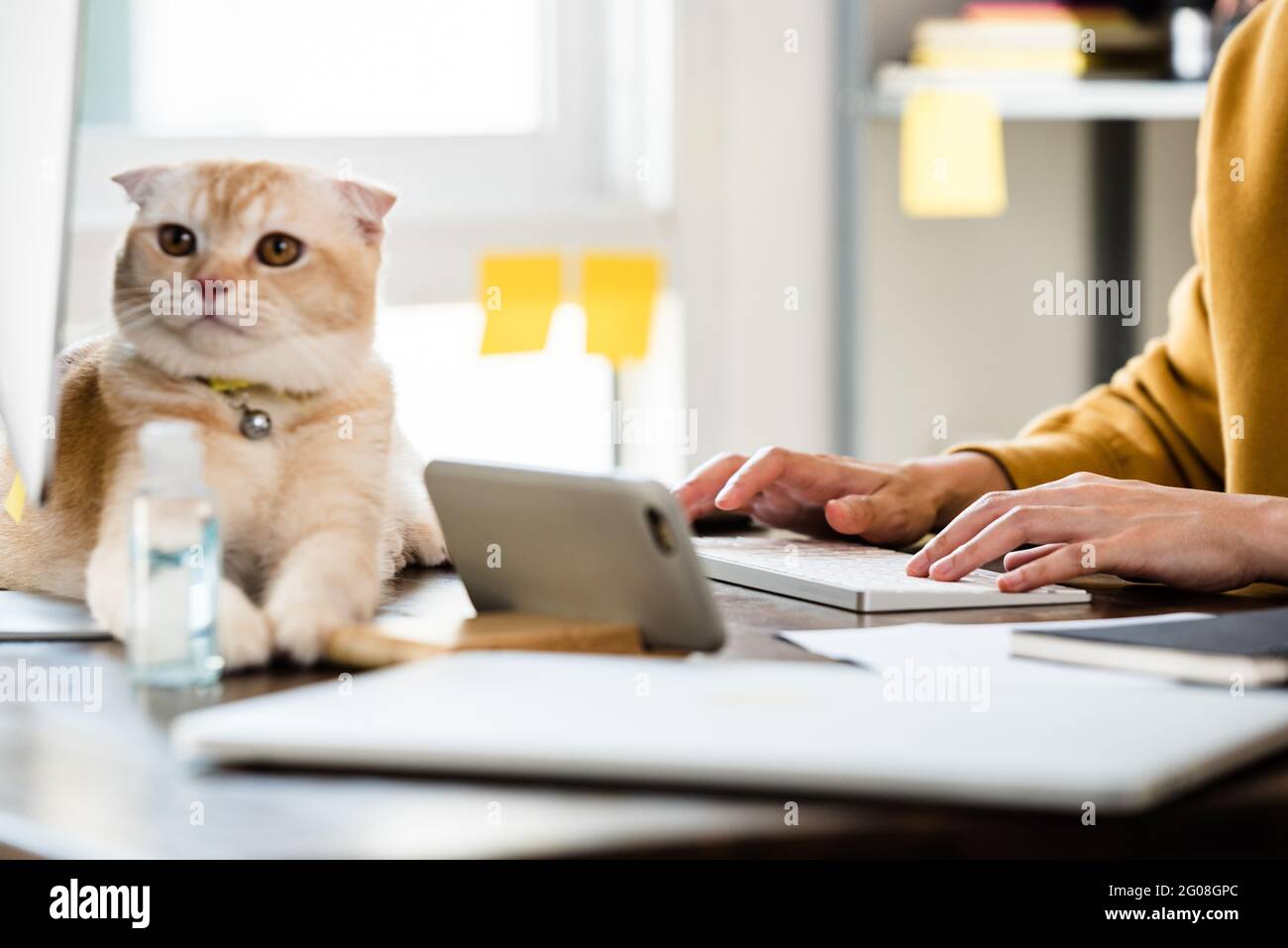 Une jeune femme tape sur un clavier d'ordinateur travaillant à la maison avec un joli chat sur la table Banque D'Images