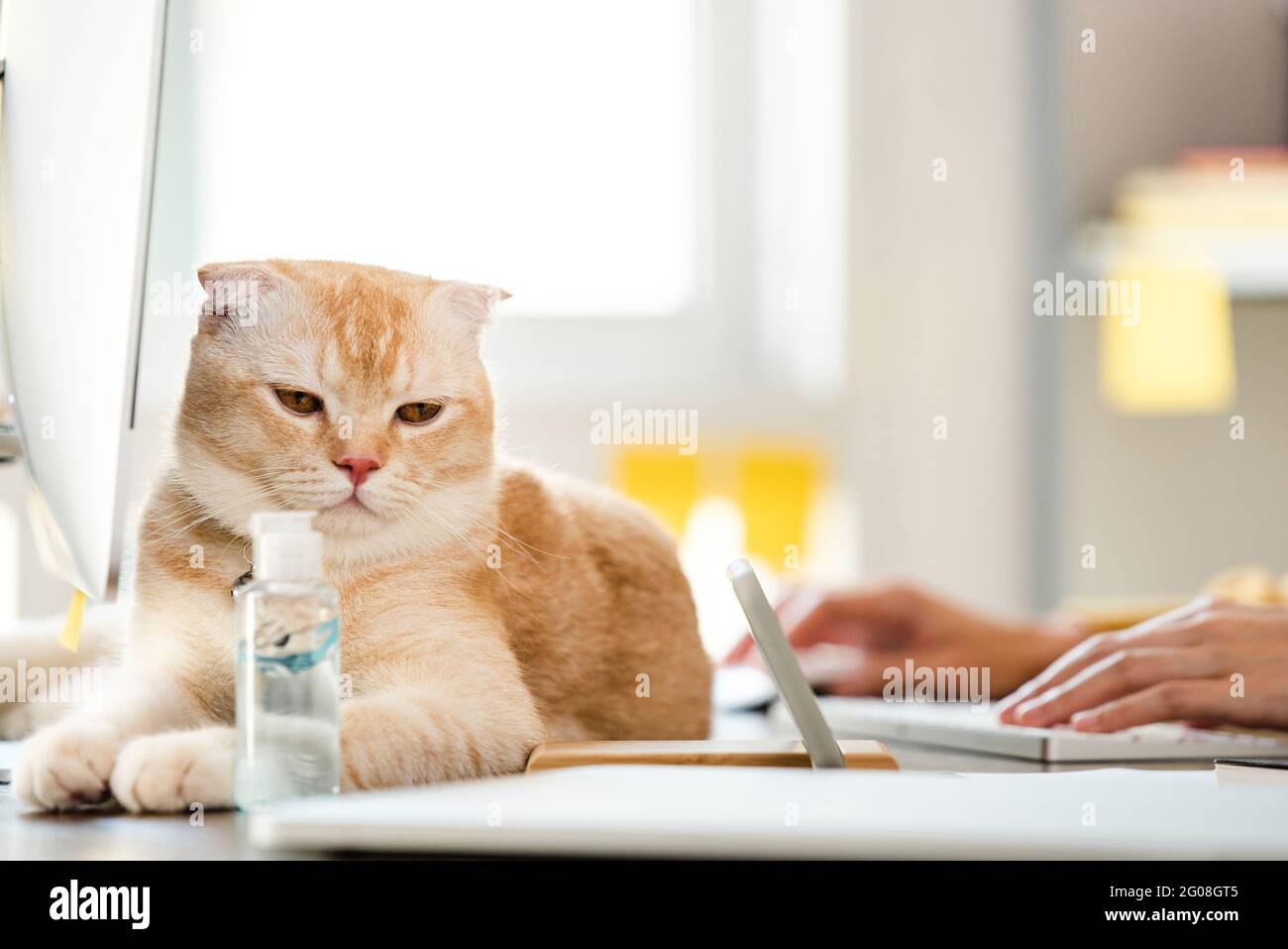 Une jeune femme tape sur un clavier d'ordinateur avec un joli chat allongé sur la table, travaillant à la maison en temps de pandémie concepts Banque D'Images