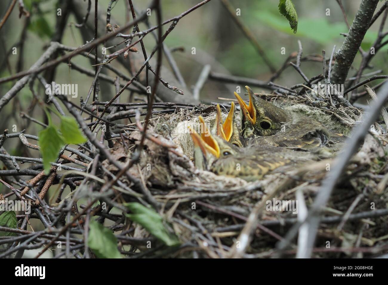 Un nid d'oiseau avec des poussins dans la nature Banque D'Images