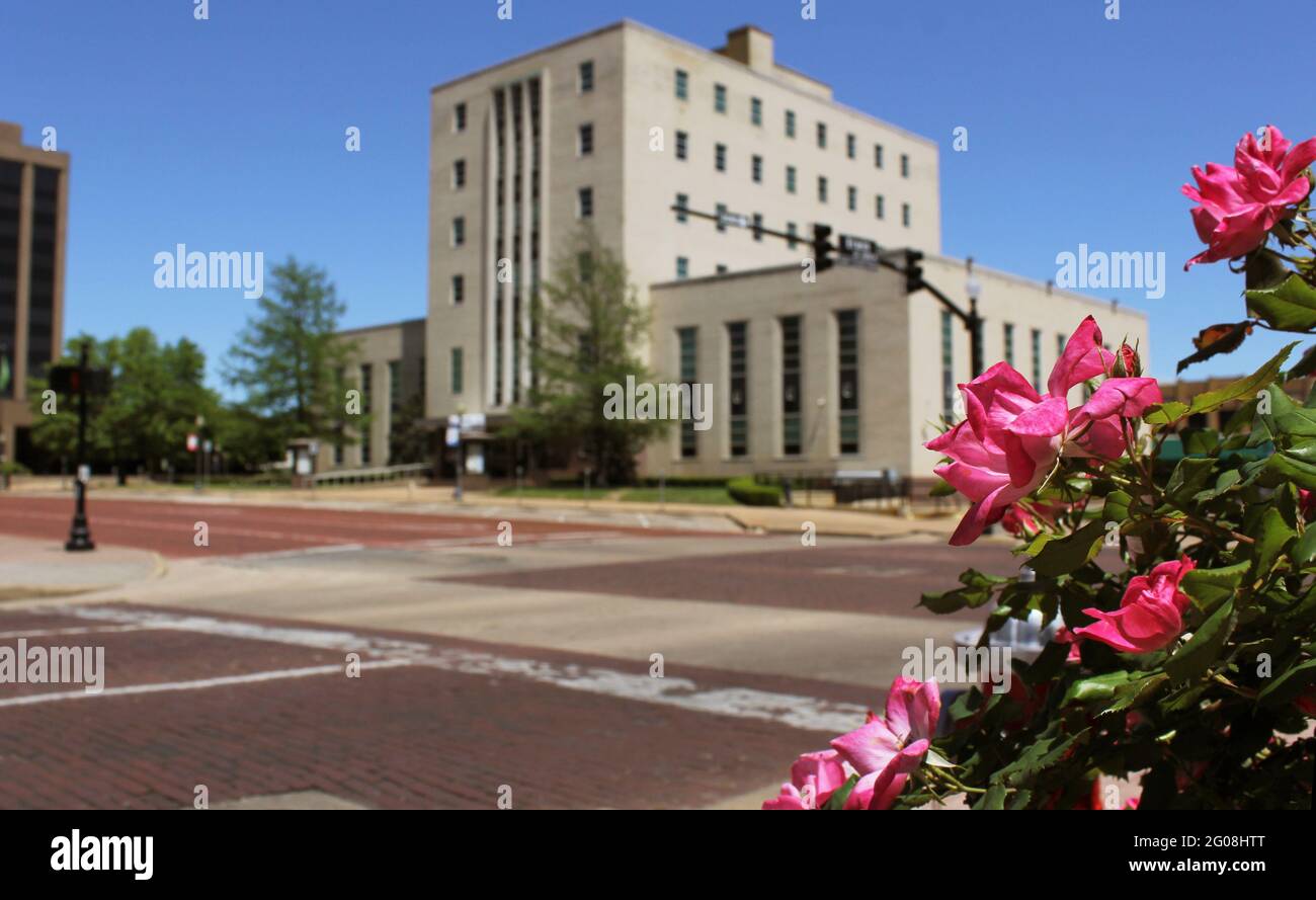 Roses roses roses avec Smith County Courthouse dans le centre-ville de Tyler, TX en arrière-plan Banque D'Images