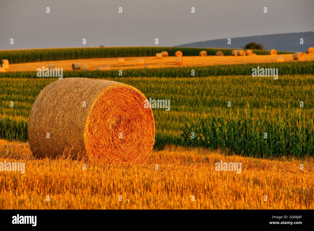 FRANCE, BAS-RHIN (67), OUTRE-FOR?T, HOFFEN, BALLES CYLINDRIQUES EN PAILLE DANS UN CHAMP (PAYSAGE DE LA FORÊT) Banque D'Images