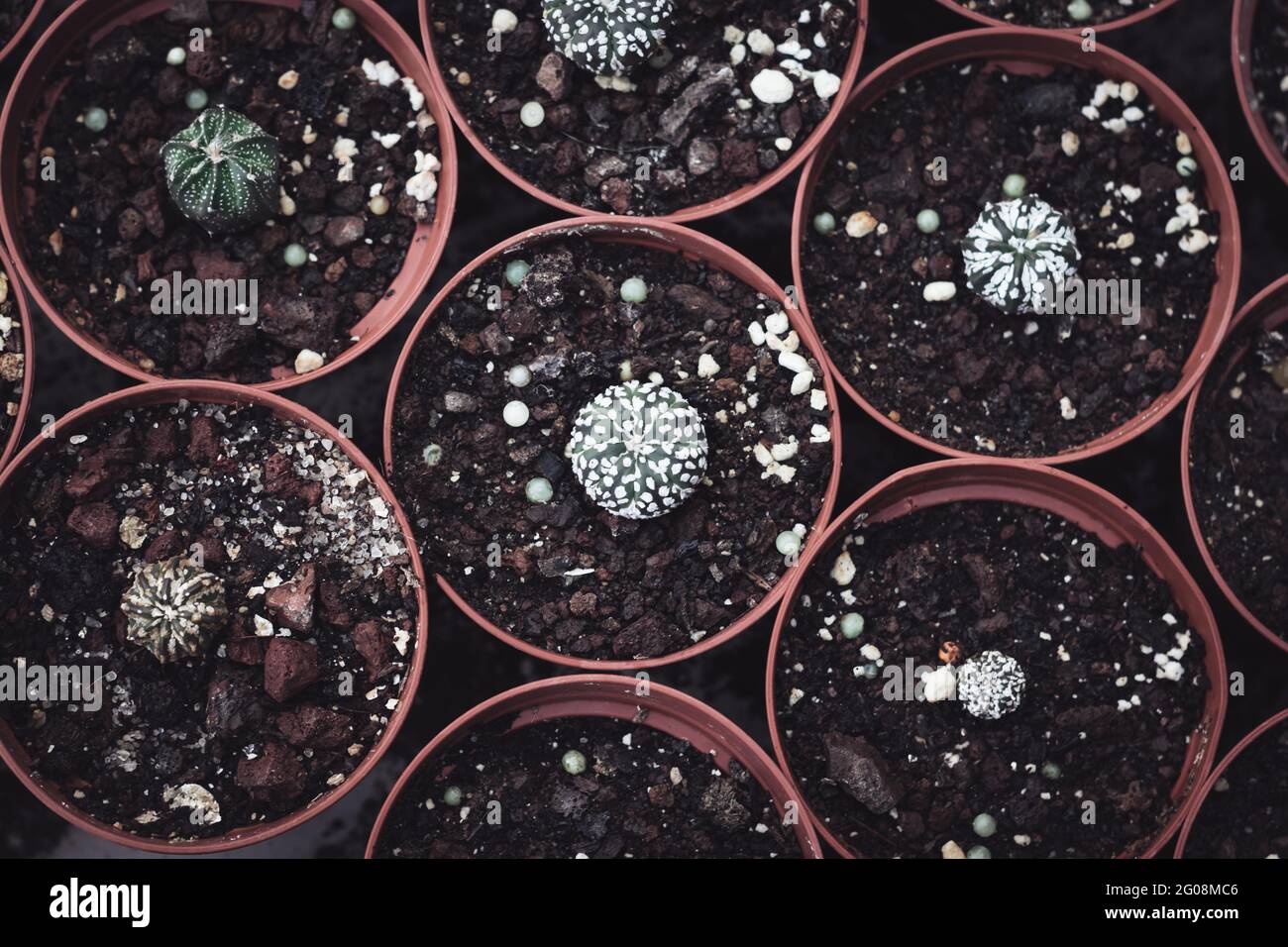 Vue de dessus de petits pots bruns avec de petits semis de cactus spéciaux à l'intérieur Banque D'Images
