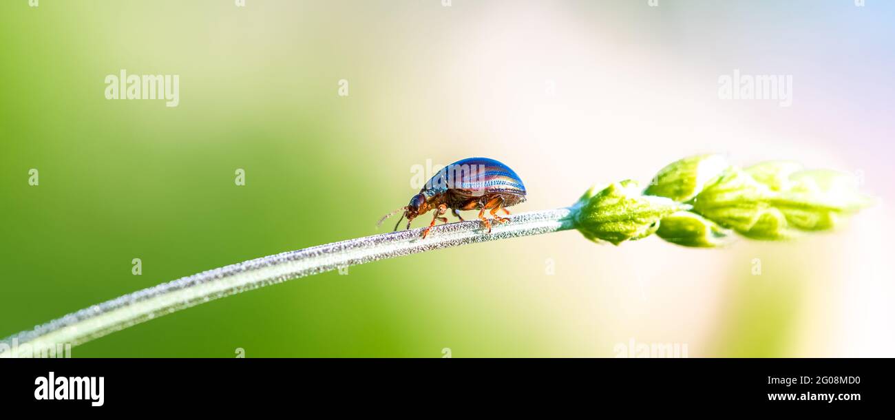 Coléoptère de romarin, Chrysolina americana, insecte marchant sur une tige Banque D'Images