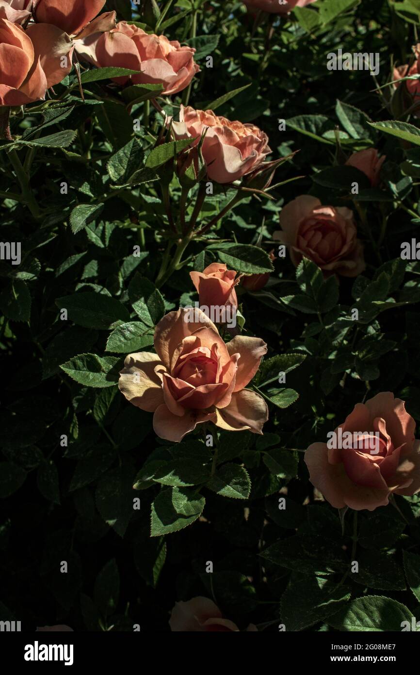Rose rose rose buisson fleurit dans la basse lumière du soleil de printemps après-midi Banque D'Images