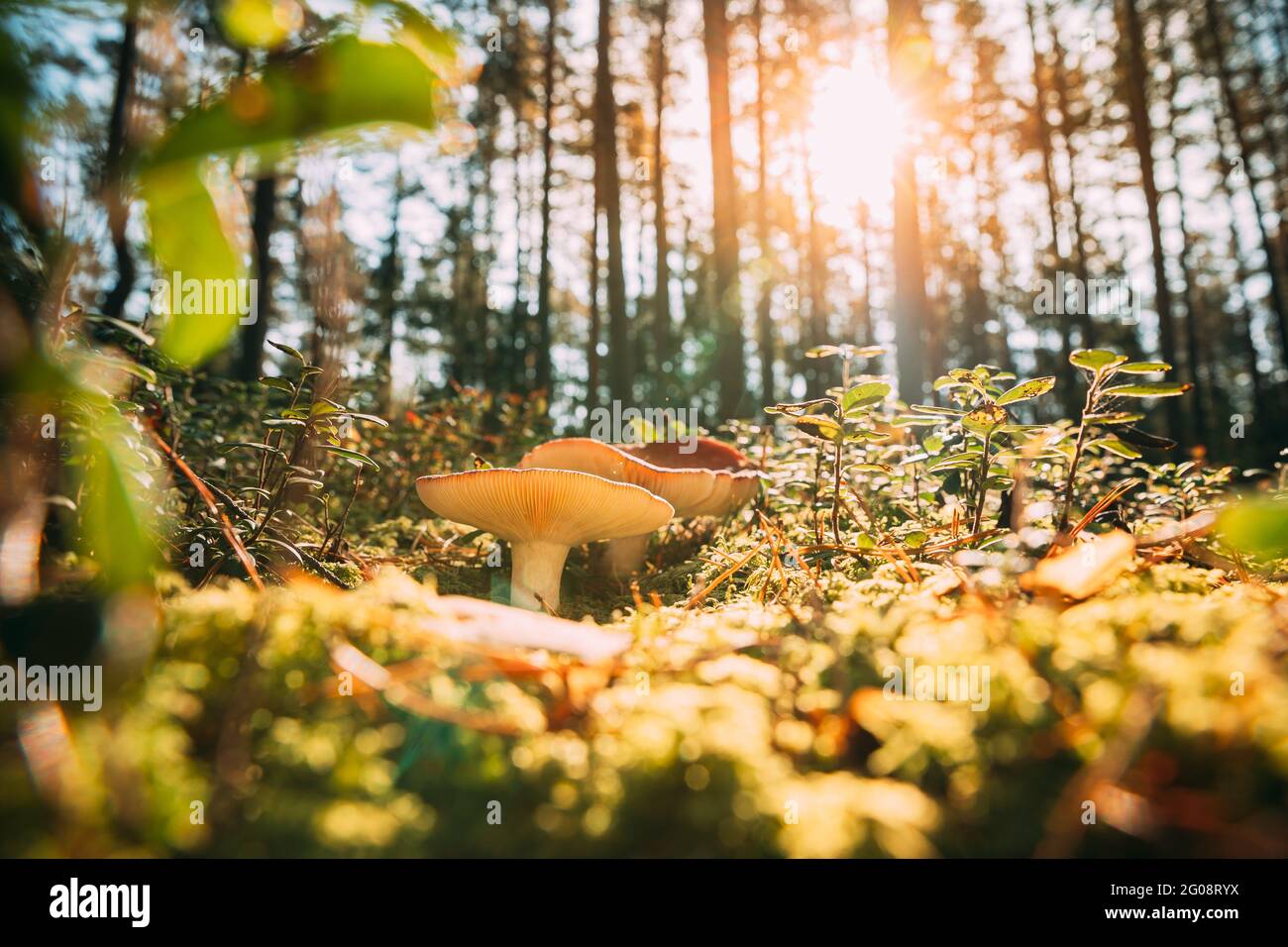 Champignon Russula emetica - faucirant, émétique russula, ou vomissant russula. Forêt d'automne. Champignon comestible conditionnellement. Soleil lumière du soleil à travers les bois Banque D'Images