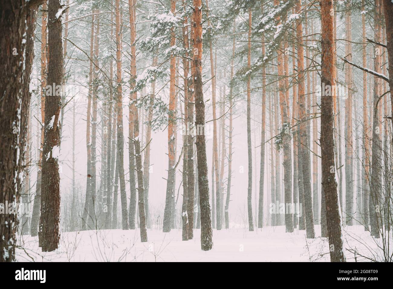 Belle forêt blanche de neige en hiver Frosty Day. Neige dans les bois givré d'hiver. Météo enneigée. Hiver Forêt conifères enneigée. Blizzard à Windy Day Banque D'Images