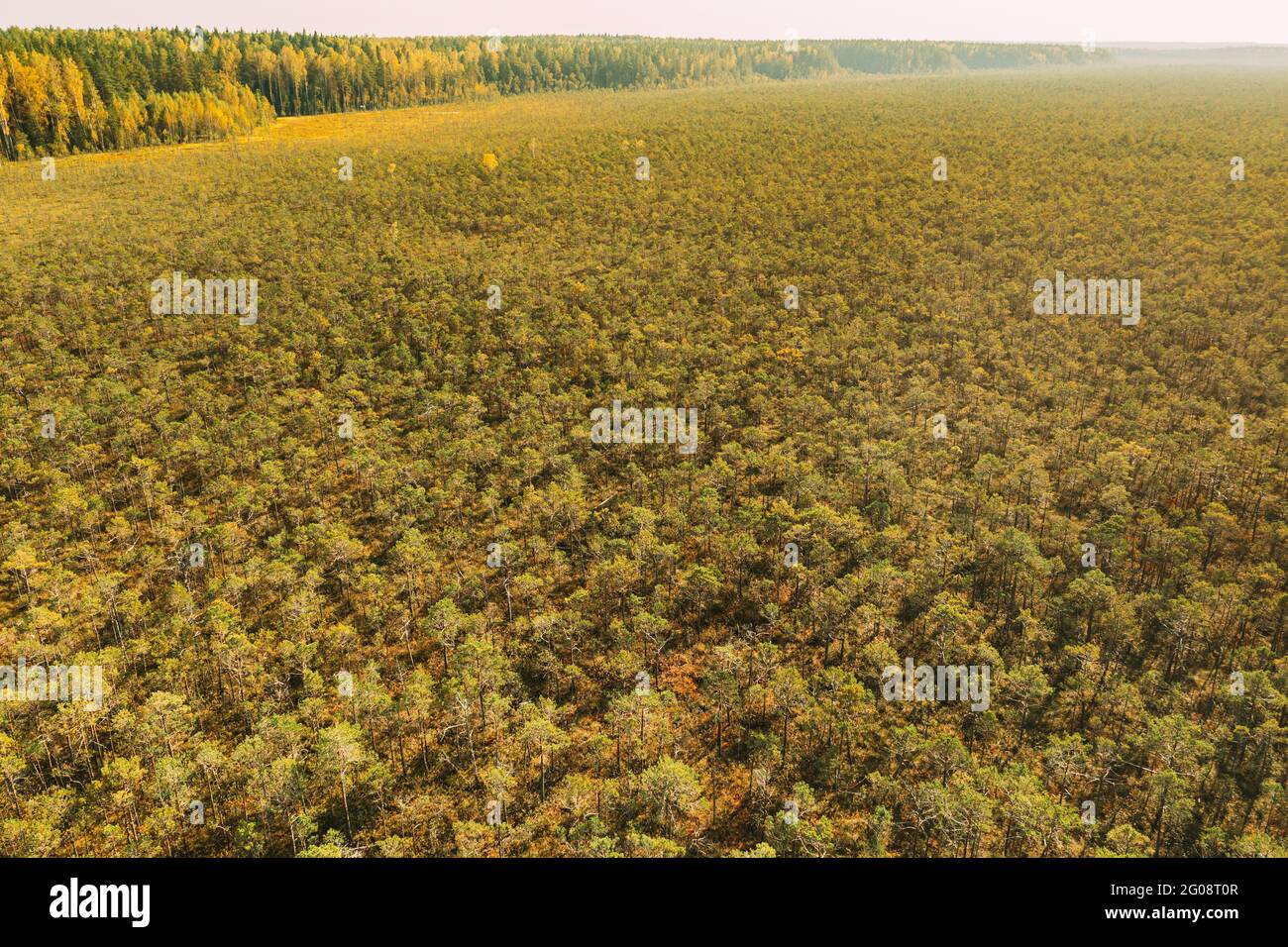 Vue aérienne à vol d'oiseau de la culture du pin dans le marais. Nature du Bélarus. Panorama, vue panoramique Banque D'Images