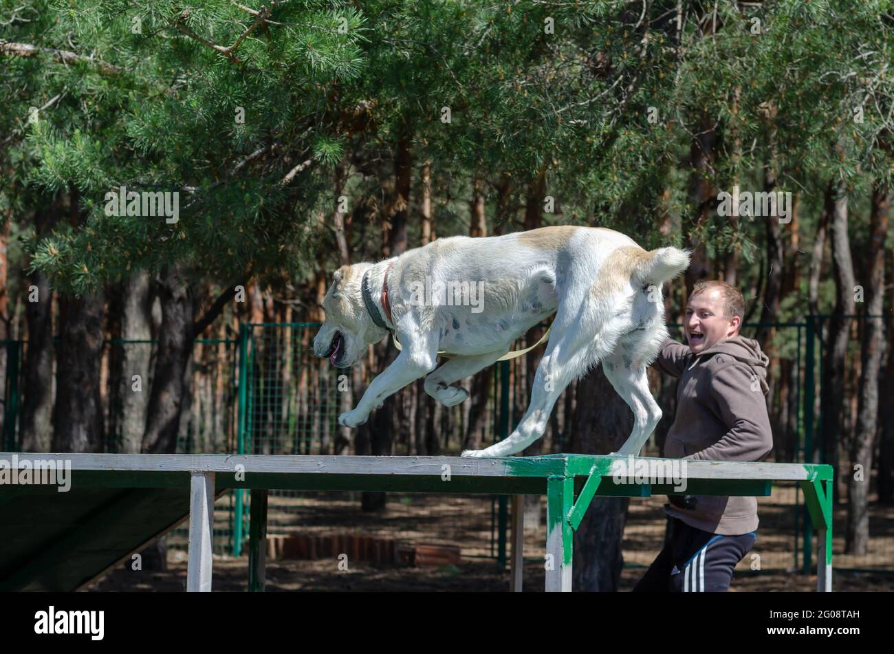 Agilité du chien. Entraînement saut long d'animal. Étape 7 sur 8. Le berger féminin d'Asie centrale longe la partie horizontale du pont après le long saut. Banque D'Images