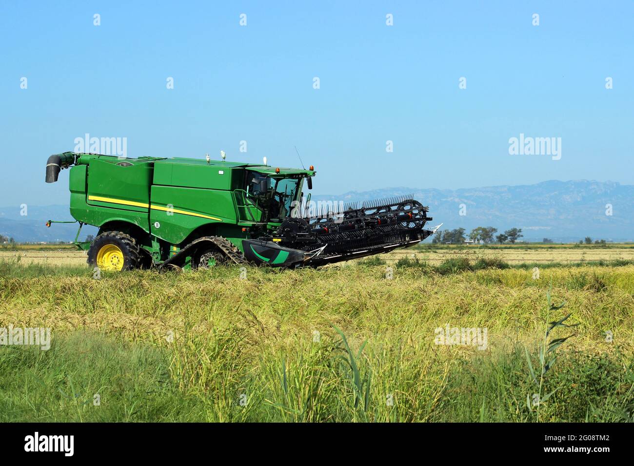 Moissonneuse-batteuse dans les rizières pendant la récolte annuelle du riz dans le delta de l'Ebro, Catalogne, Espagne Banque D'Images