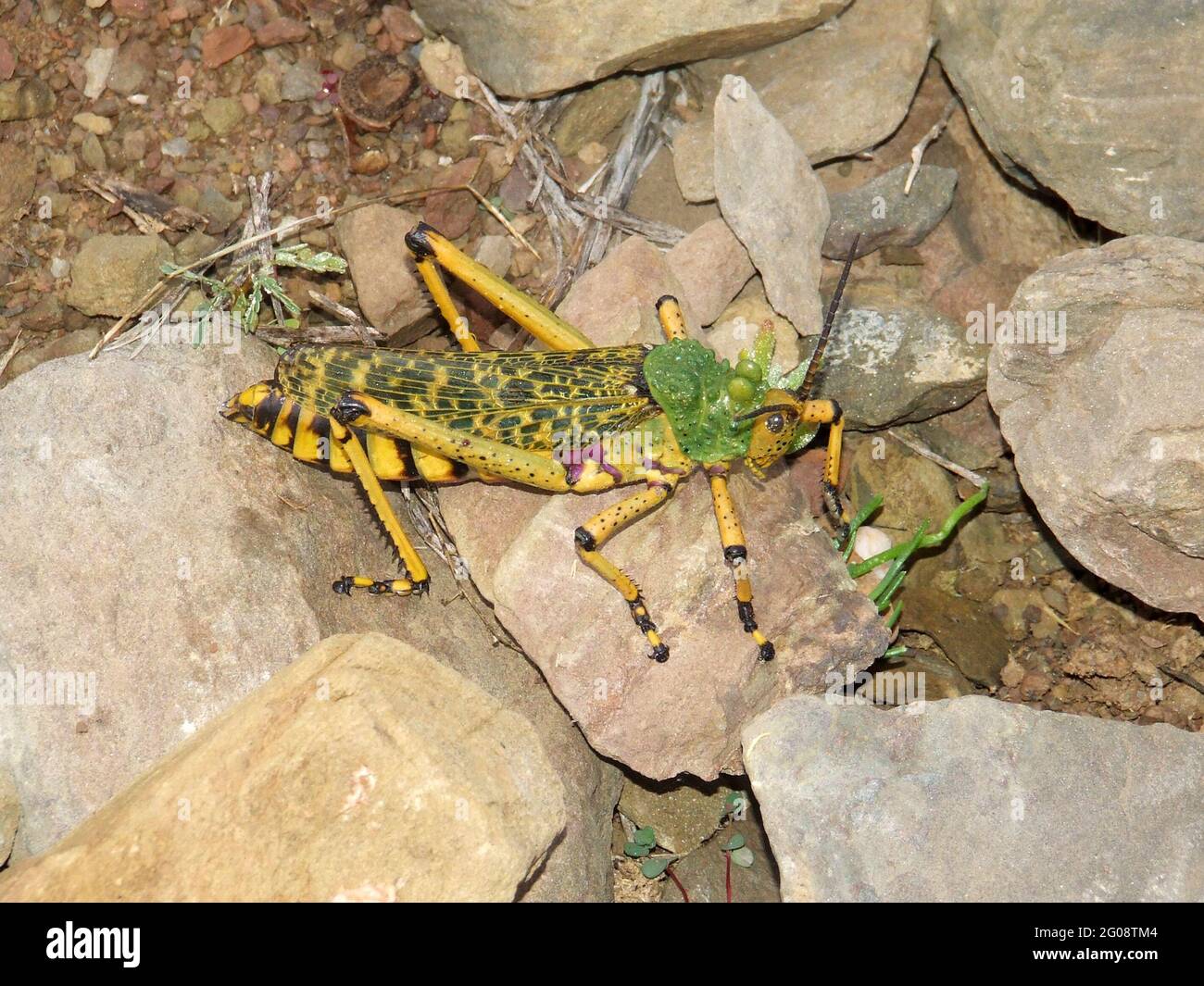 Phymateus leprosus Banque de photographies et d’images à haute — free download