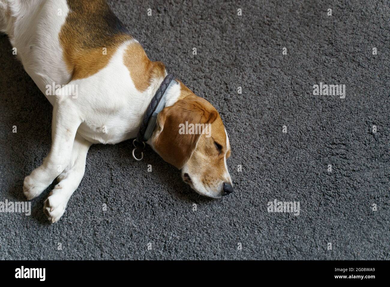 Beagle chien dormant sur un sol gris tapis lumière naturelle Banque D'Images