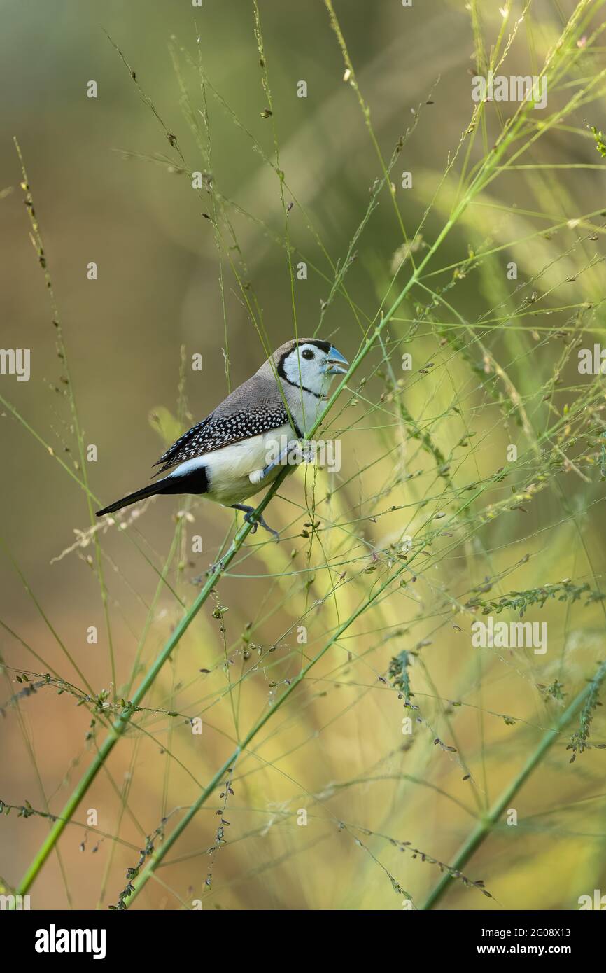 Unique Finch à double barré, Taeniopygia bichenovii perchée sur une tête de semence d'herbe sur le commune de Townsville dans le nord du Queensland, en Australie. Banque D'Images