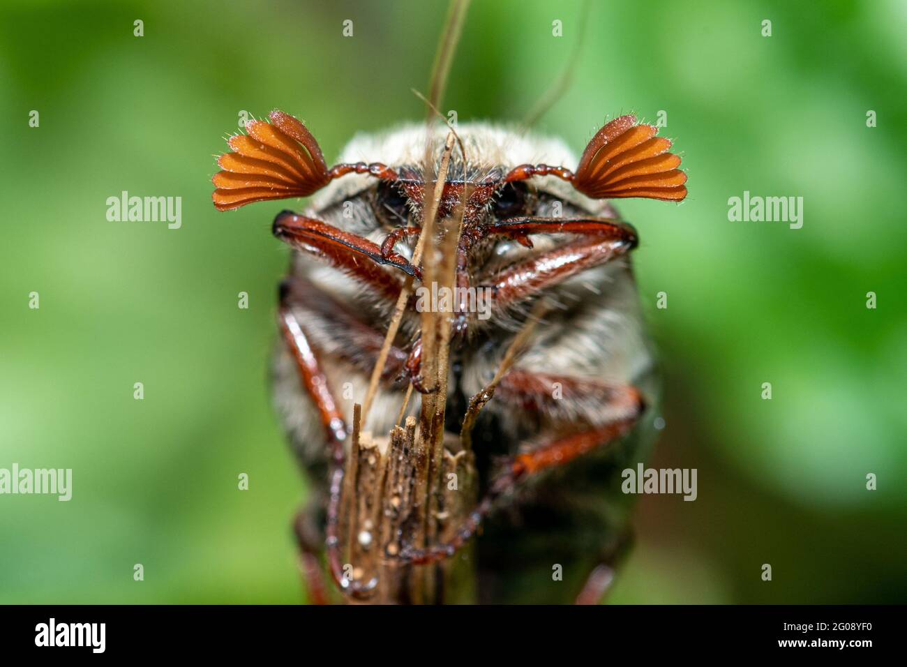 Le coléoptère du Cockchaker a également appelé un insecte de mai (Melolontha melolontha, Royaume-Uni. Insecte mâle montrant des antennes bronzées. Banque D'Images