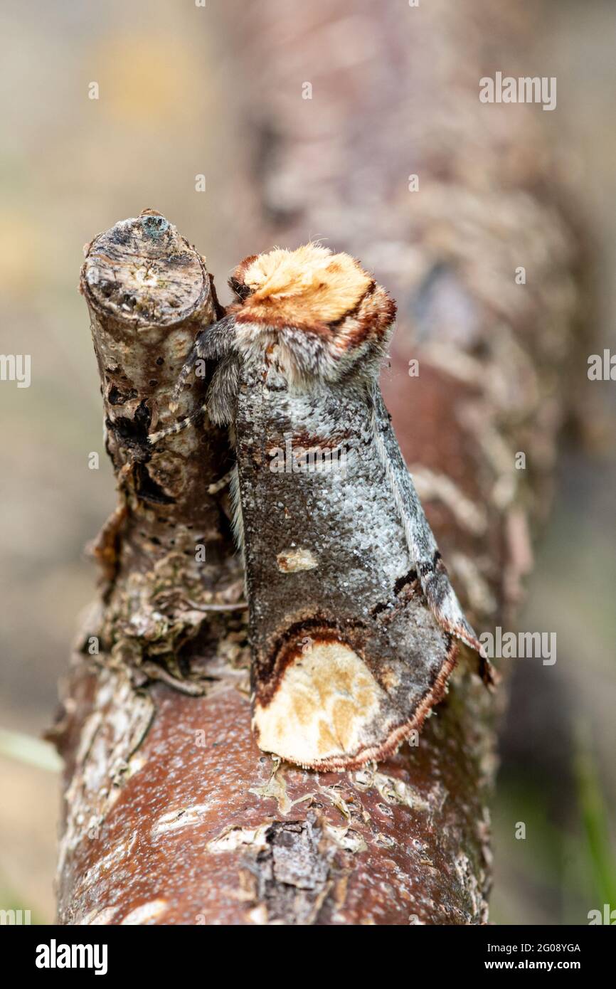 Papillon (Phalera bucephala), Royaume-Uni, en mai. Ce papillon est marqué de façon cryptographique pour ressembler à une brindille cassée, le camouflage Banque D'Images