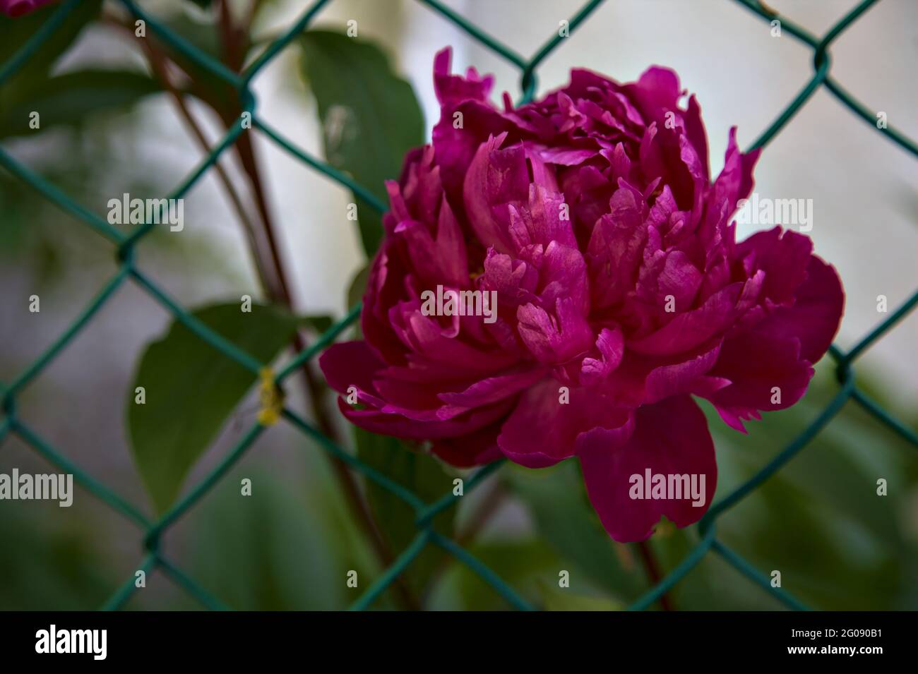 Pivoines en fleurs Banque de photographies et d’images à haute résolution Alamy