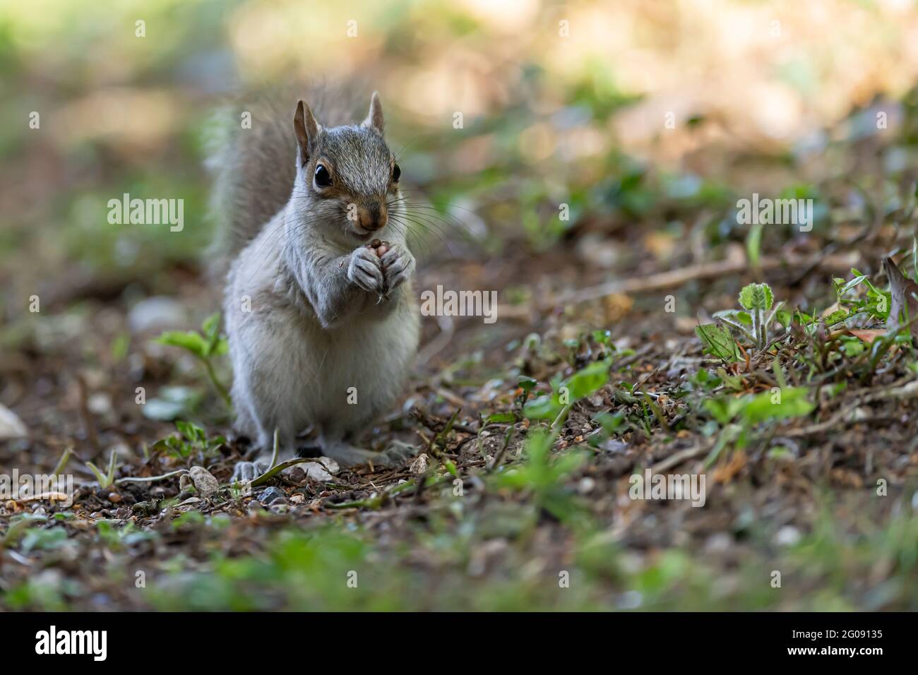 Un joli petit pup d'écureuil avec un pelage léger caractéristique Banque D'Images
