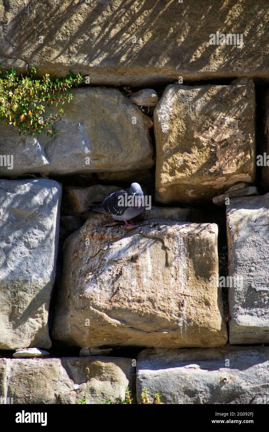 pierres de murs anciens avec pigeon Banque D'Images