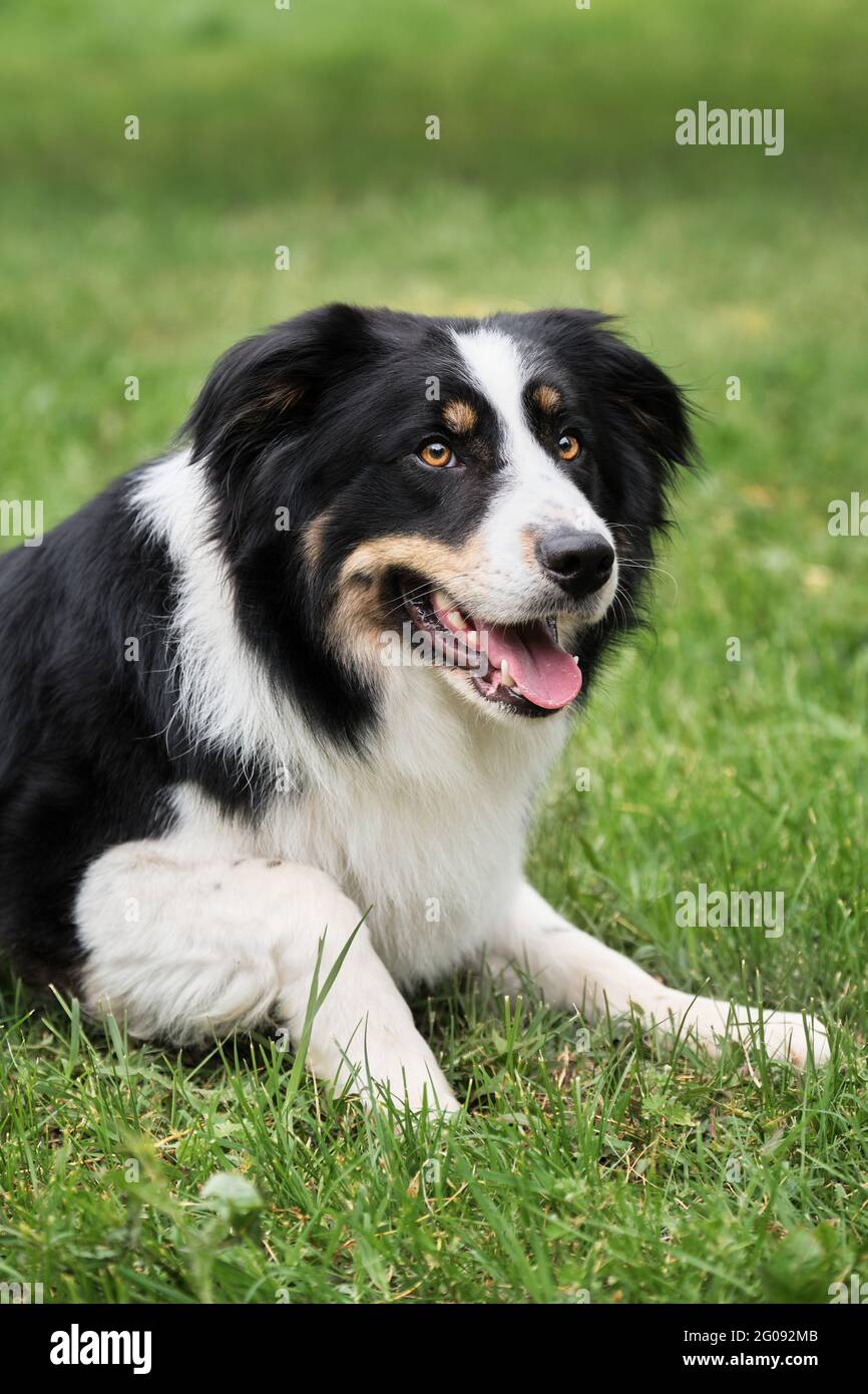 Charmante bordure tricolore rouge noir et blanc collie se trouve dans le parc sur l'herbe verte, regarde avec soin et sourit. Le berger britannique attend. Plus astucieux Banque D'Images