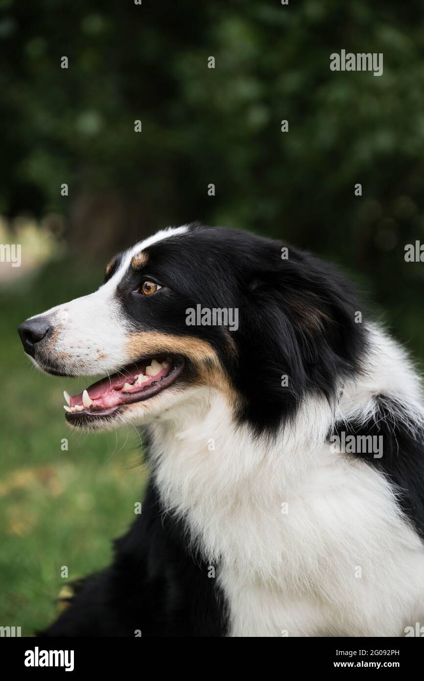 Statuette Border Collie Lesser & Pavey - Noir - 17cm - Collection Leonardo - Idée Cadeau