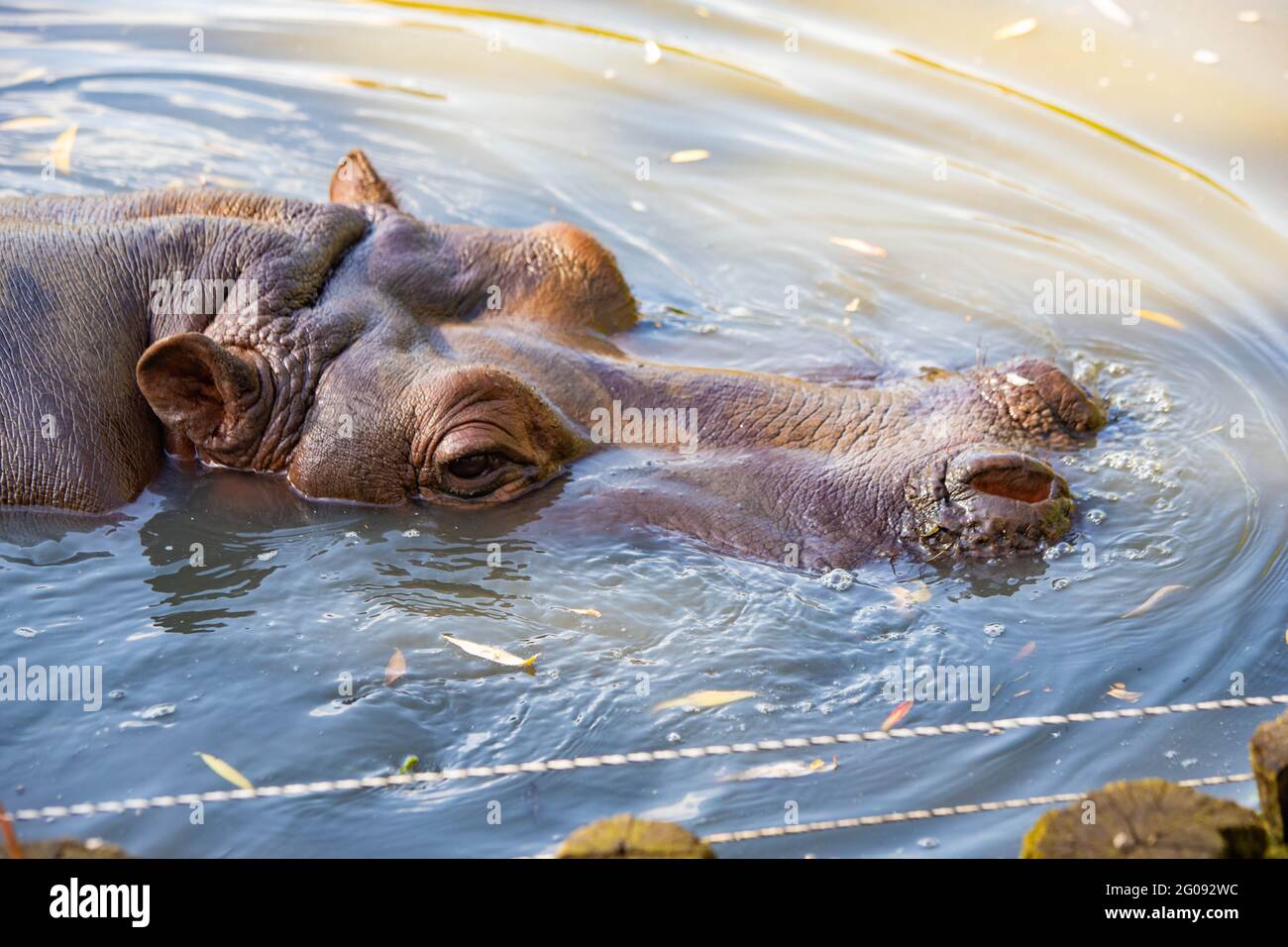 hippo nage dans le lac de près Banque D'Images
